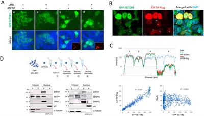 Functional dissection of N-terminal nuclear trafficking signals of SETDB1